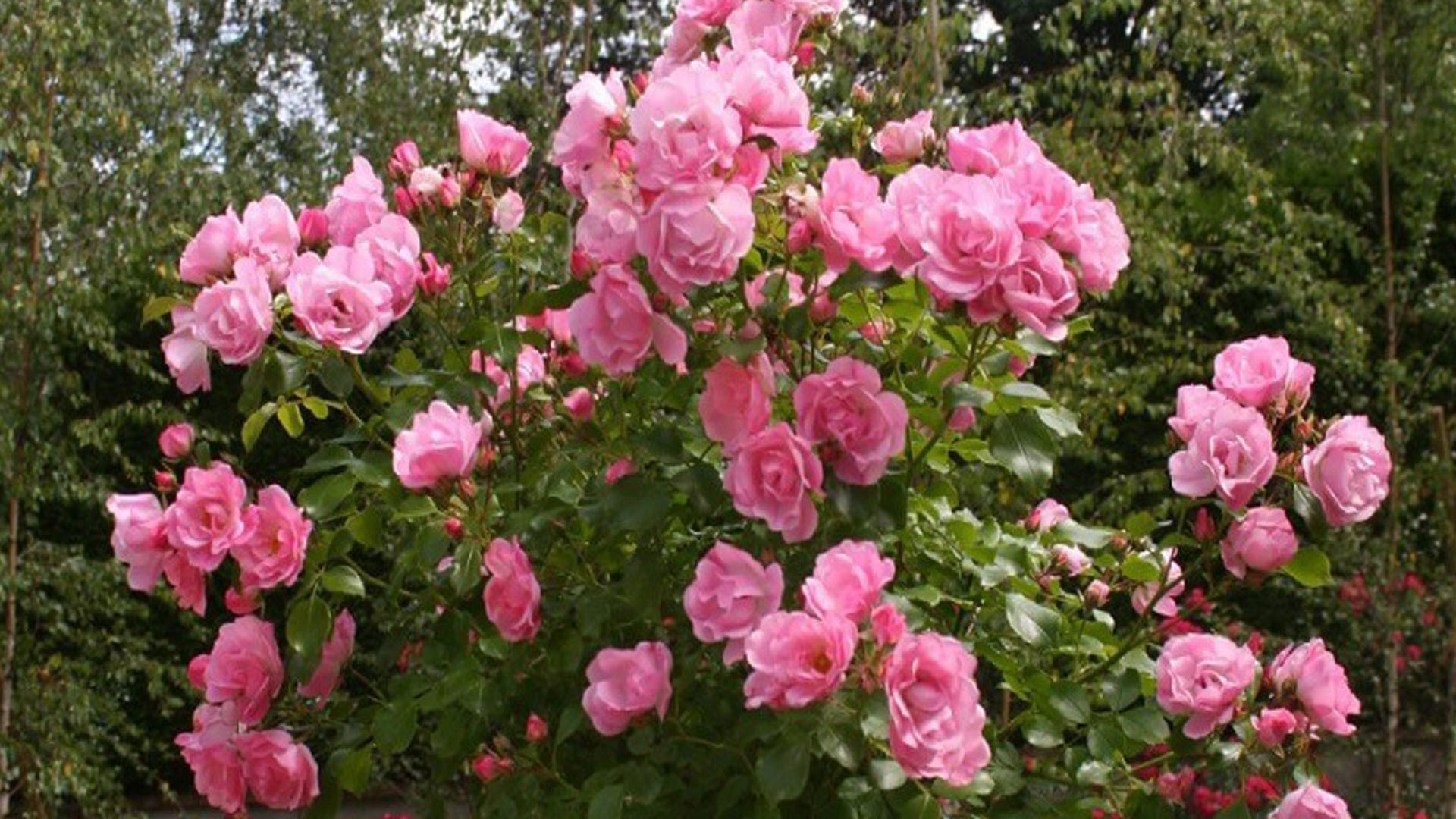 Hướng dẫn những cách chăm sóc để hoa hồng ra nhiều hoa