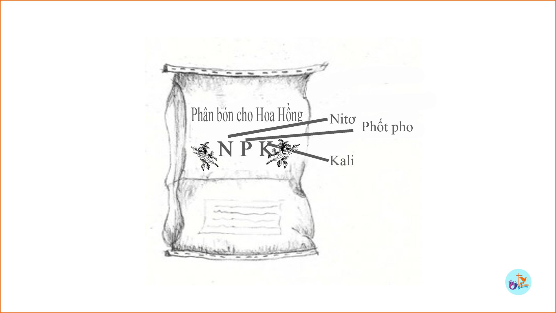 Tổng quan về phân bón cho hoa hồng