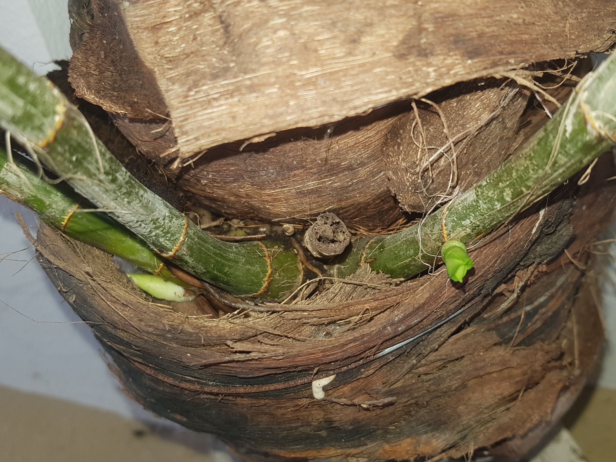 Trụ trồng phong lan bằng betong giải pháp giữ ẩm cho phong lan vào mùa nắng