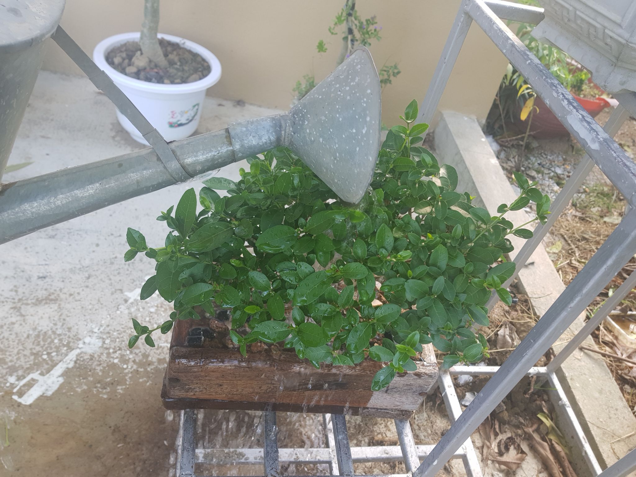 Tưới nước cho cây cảnh và cách sửa những thói quen sai nhiều người mắc phải